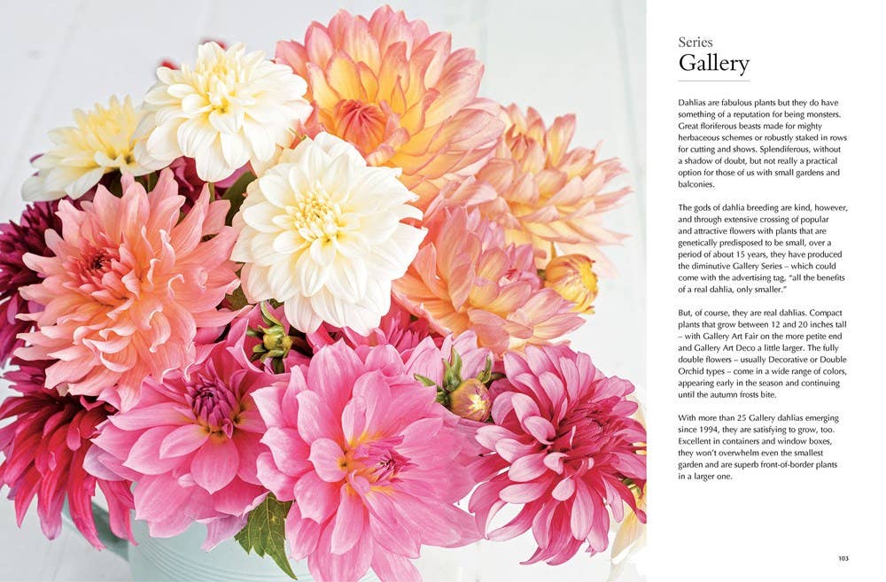 Dahlias; Beautiful Varieties for Home &amp; Garden (hardcover)