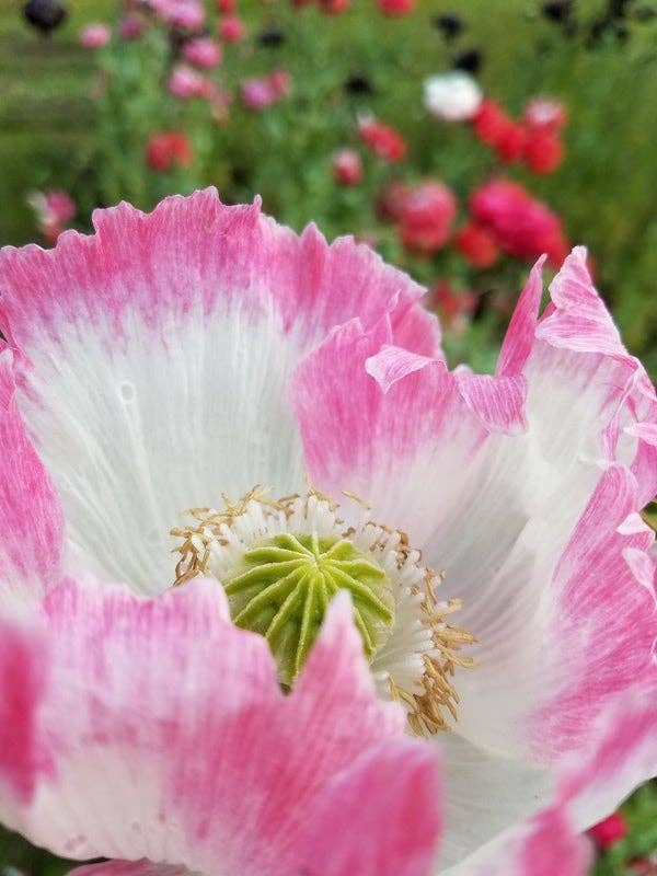 Amphora Poppy, Organic